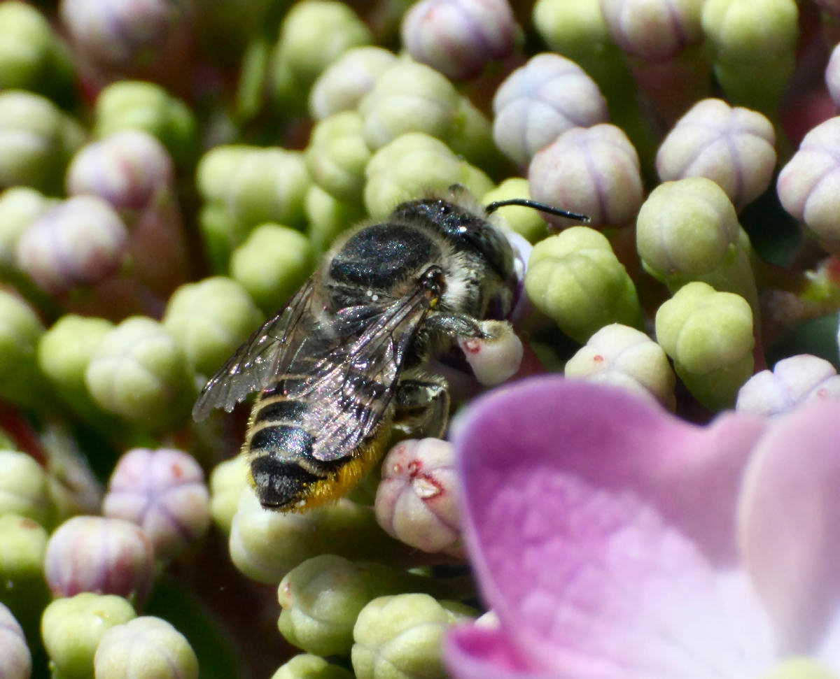 imenottero pancia gialla da identificare